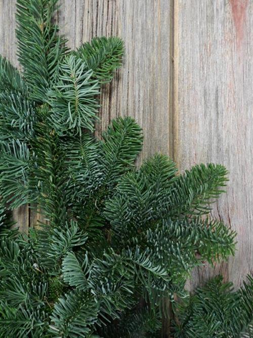 DOUGLAS FIR 2 LB BUNCHES - 40 LB CASE